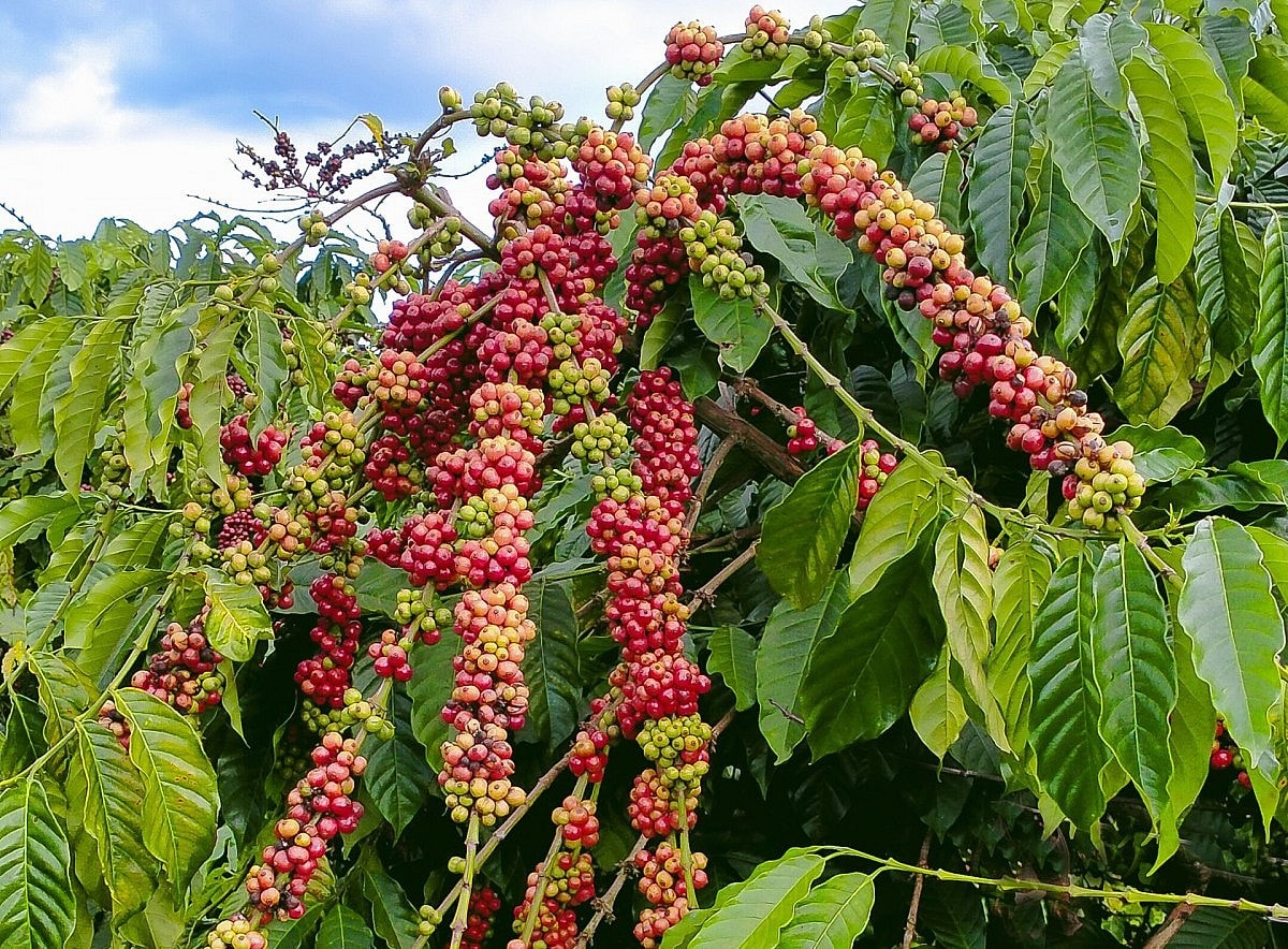 আজ ২২ অক্টোবর কফির দাম: শুল্কের কারণে মার্কিন কফির দাম তীব্রভাবে বৃদ্ধি পাচ্ছে