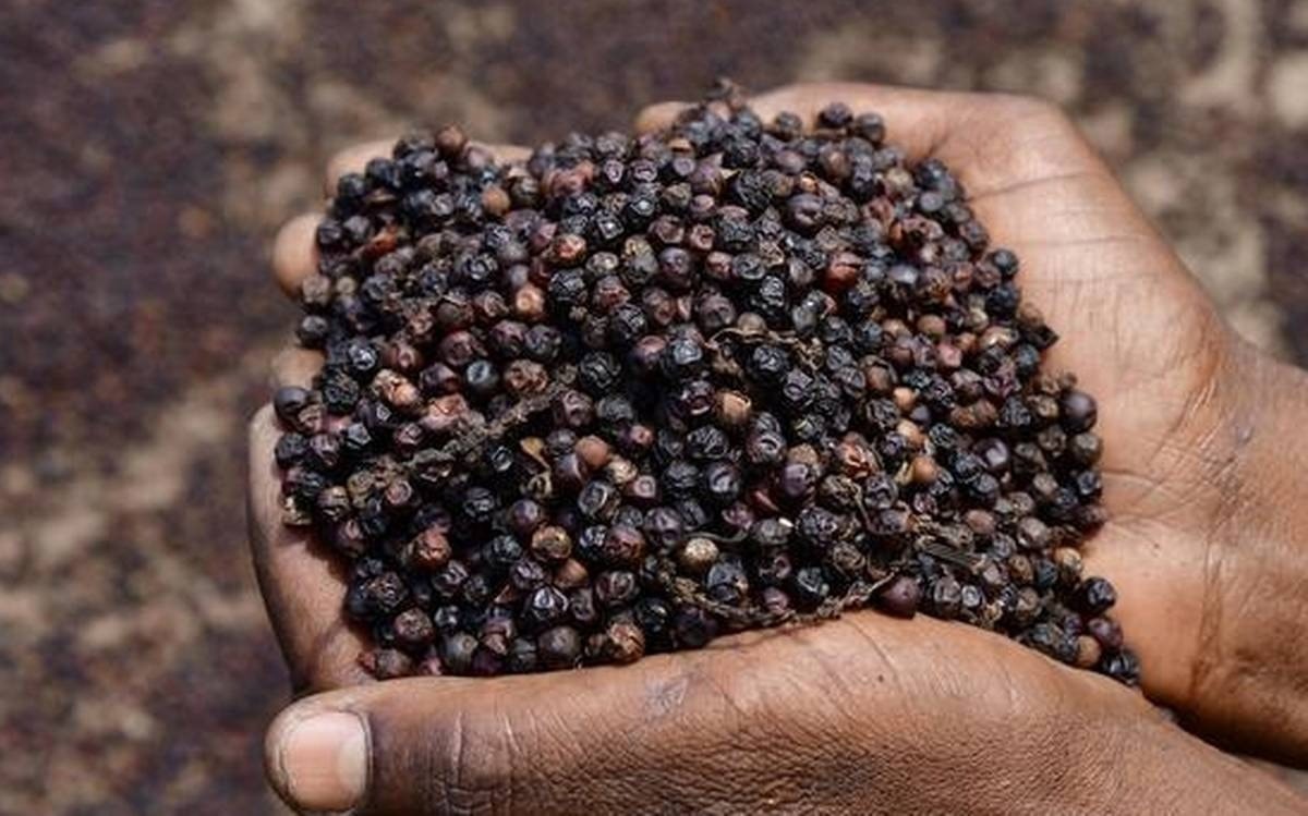 Giá tiêu hôm nay 22/10/2025: Không có thay đổi