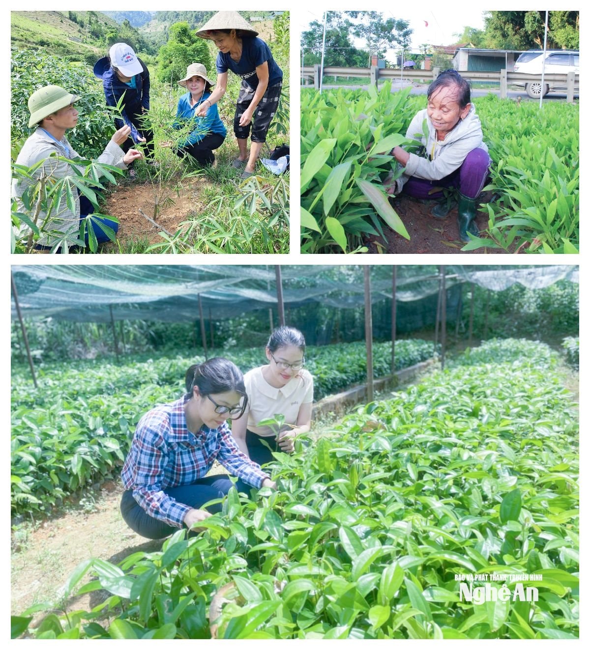 ชาวบ้านวัดพื้นที่ปลูกพืชในตำบลเติงเดือง; เรือนเพาะชำเมลเลลูคาในตำบลเยนซวน; แกนนำ