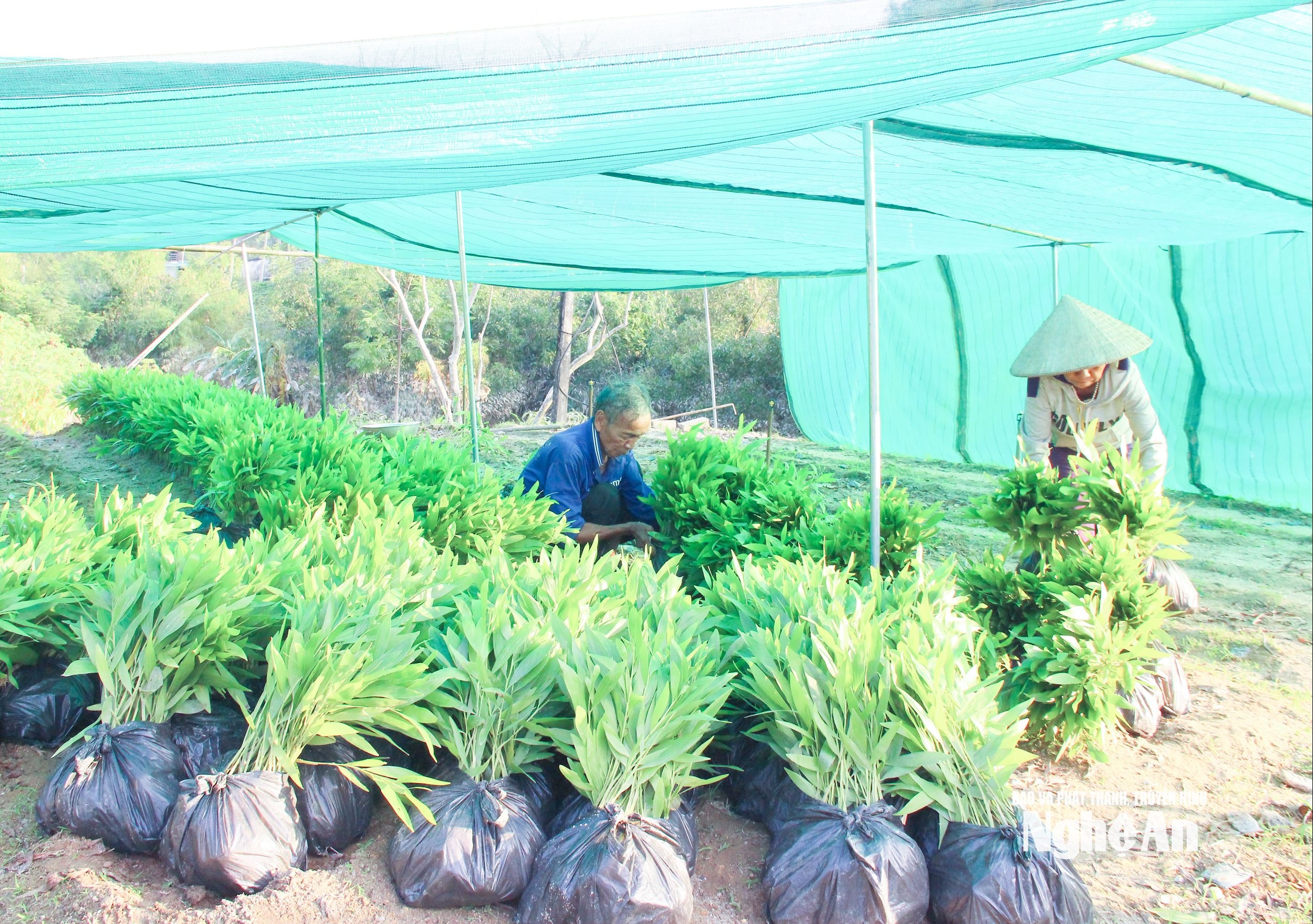 ชาวตำบลเยนซวนกำลังจัดหาต้นกล้าเมลเลลูคาสำหรับปลูกป่า ภาพโดย Mai Hoa