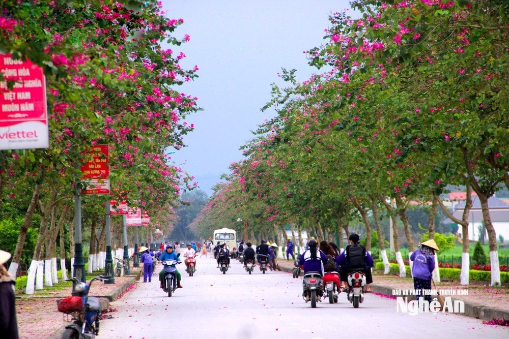Con đường hoa ban rực rỡ, điểm nhấn của xã Kim Liên. Ảnh Quang An