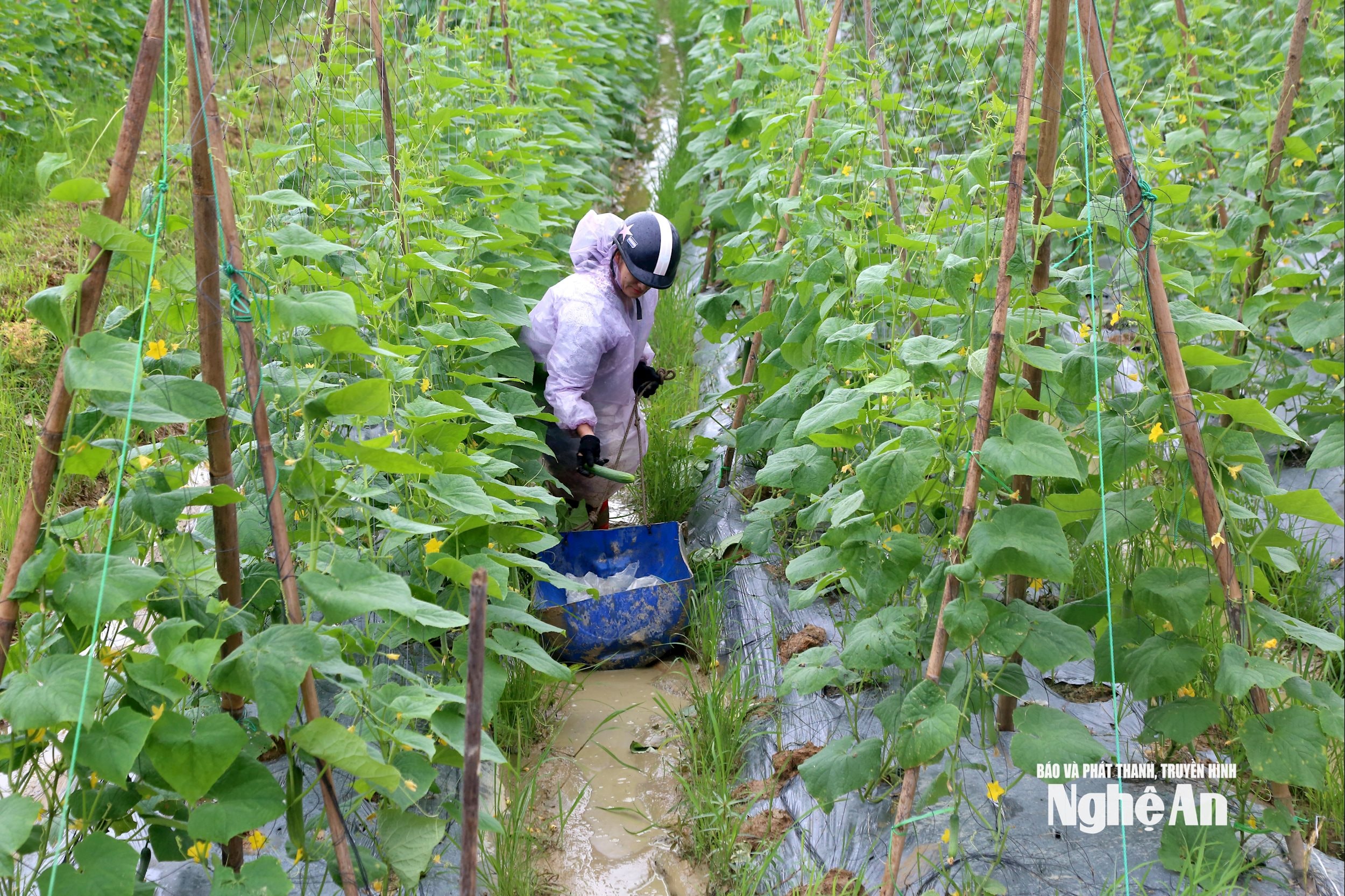 ພືດລະດູຫນາວ 2