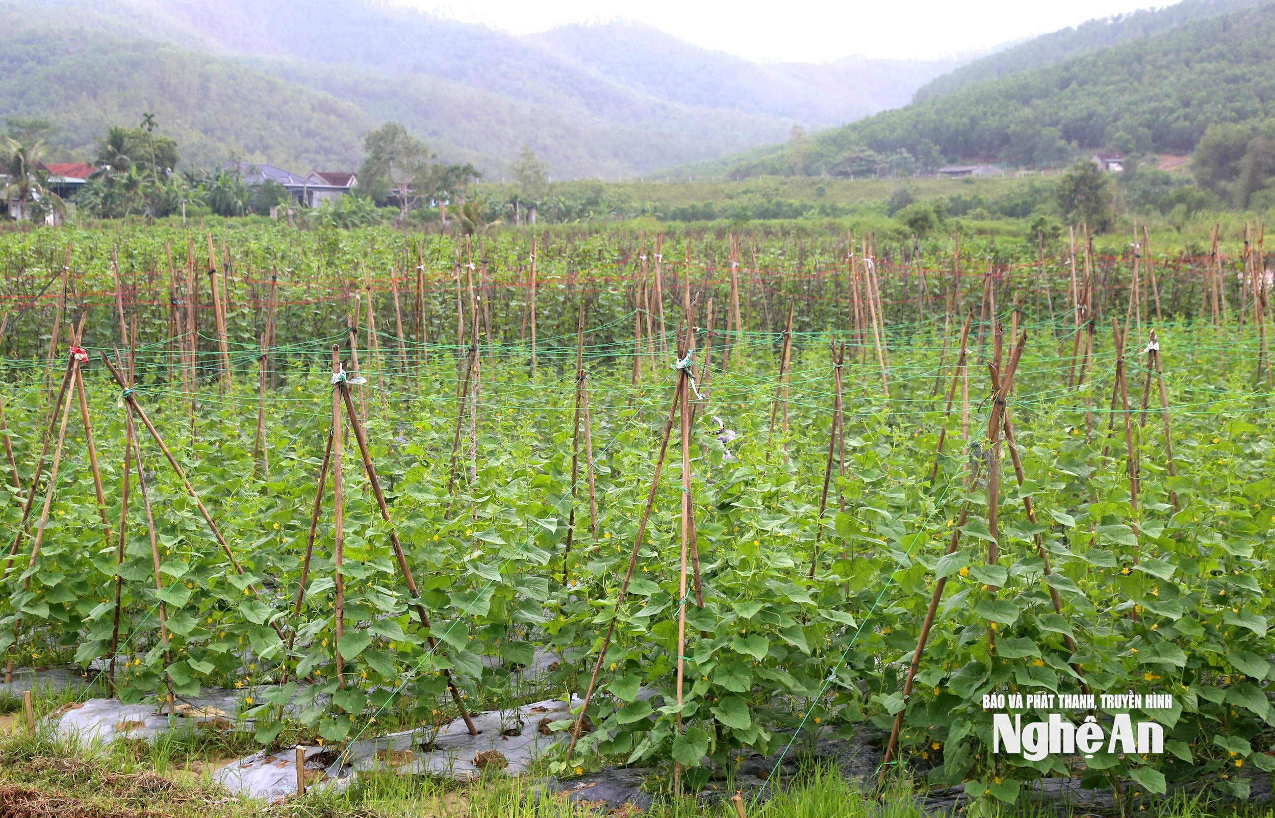 ພືດລະດູໜາວ 3