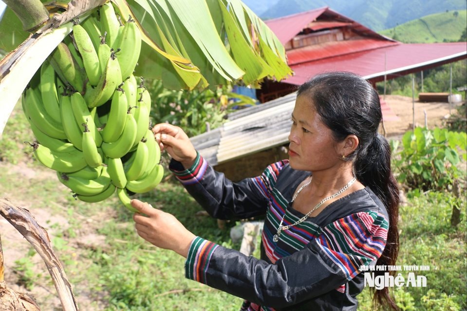 Cô dâu gốc Lào Lương Thị Xôm bản Kèo Cơn xã Keng Đu chăm lo lao động sản xuất. Ảnh KL