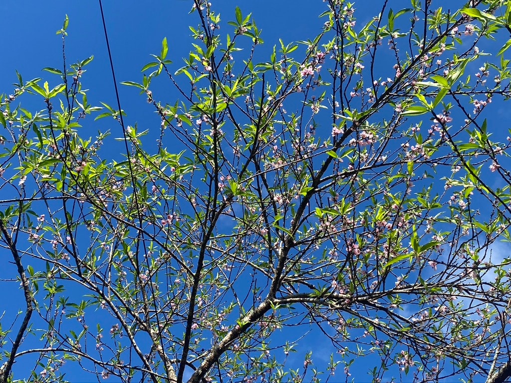 វ៉ាន់ ទ្រុង ១