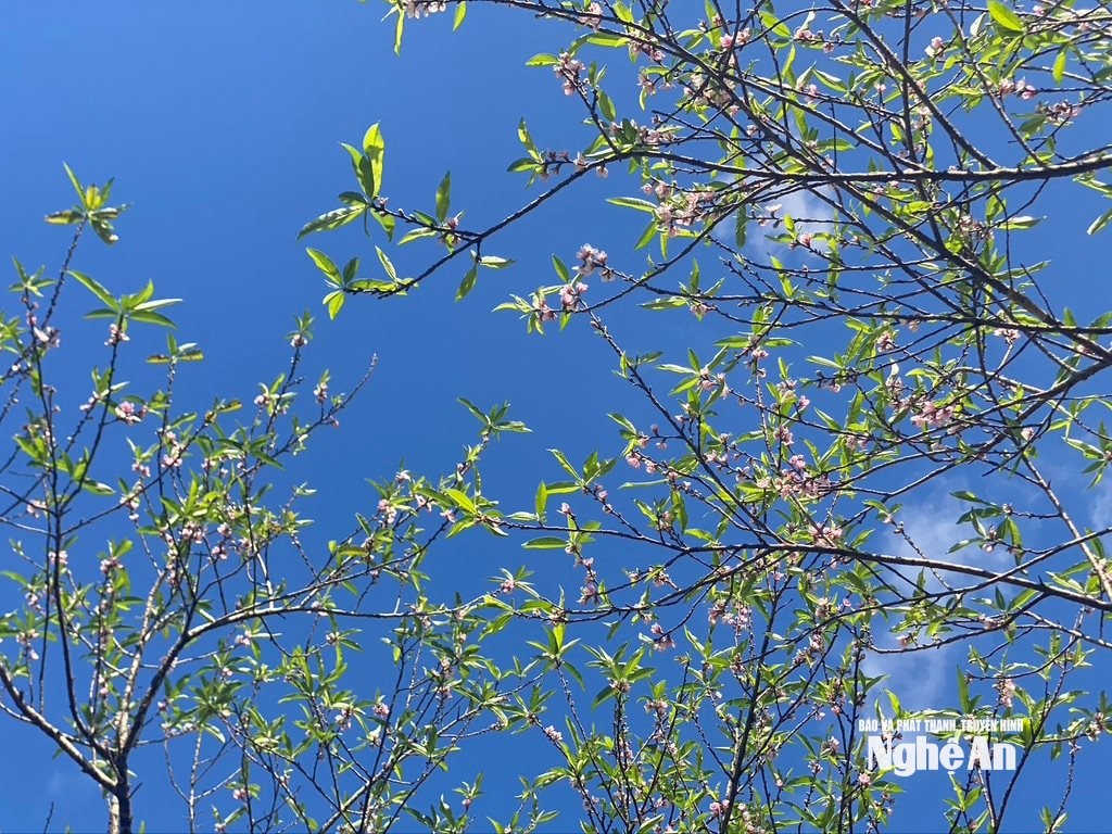 វ៉ាន់ ទ្រុង ២