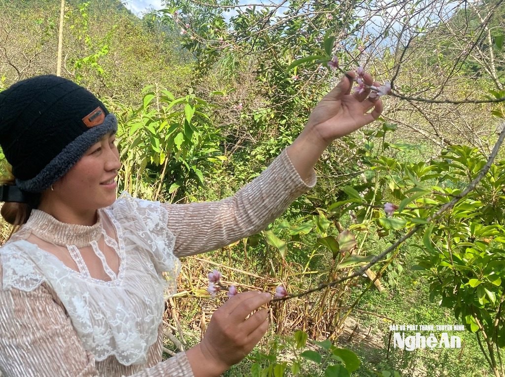 វ៉ាន់ ទ្រុង m44566