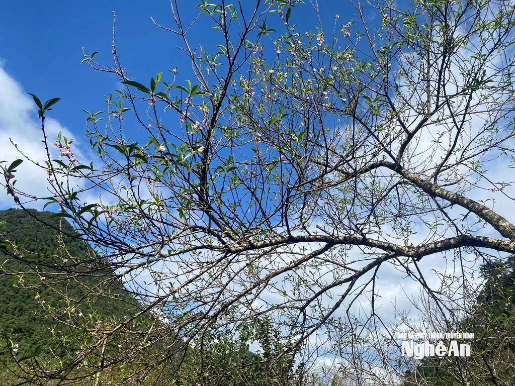 វ៉ាន់ ទ្រុង m5799