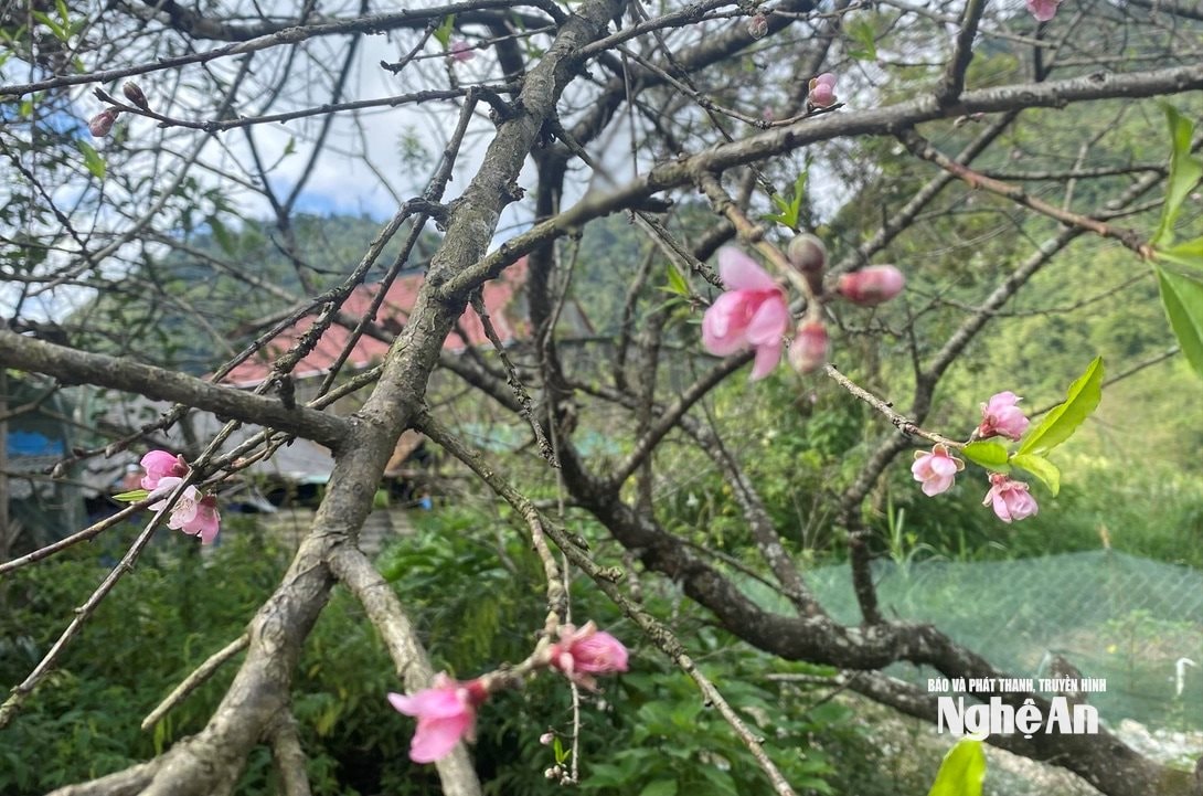 ផ្កា Peach រីកដុះដាល បន្ថែមពណ៌ផ្កាឈូកទៅអាកាសធាតុរដូវស្លឹកឈើជ្រុះដ៏ច្បាស់របស់ Muong Long ធ្វើឱ្យទេសភាពកាន់តែមានមន្តស្នេហ៍។ រូបថត៖ Van Truong។