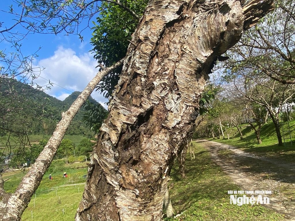 កញ្ញា វ៉ាន់ ទ្រុង