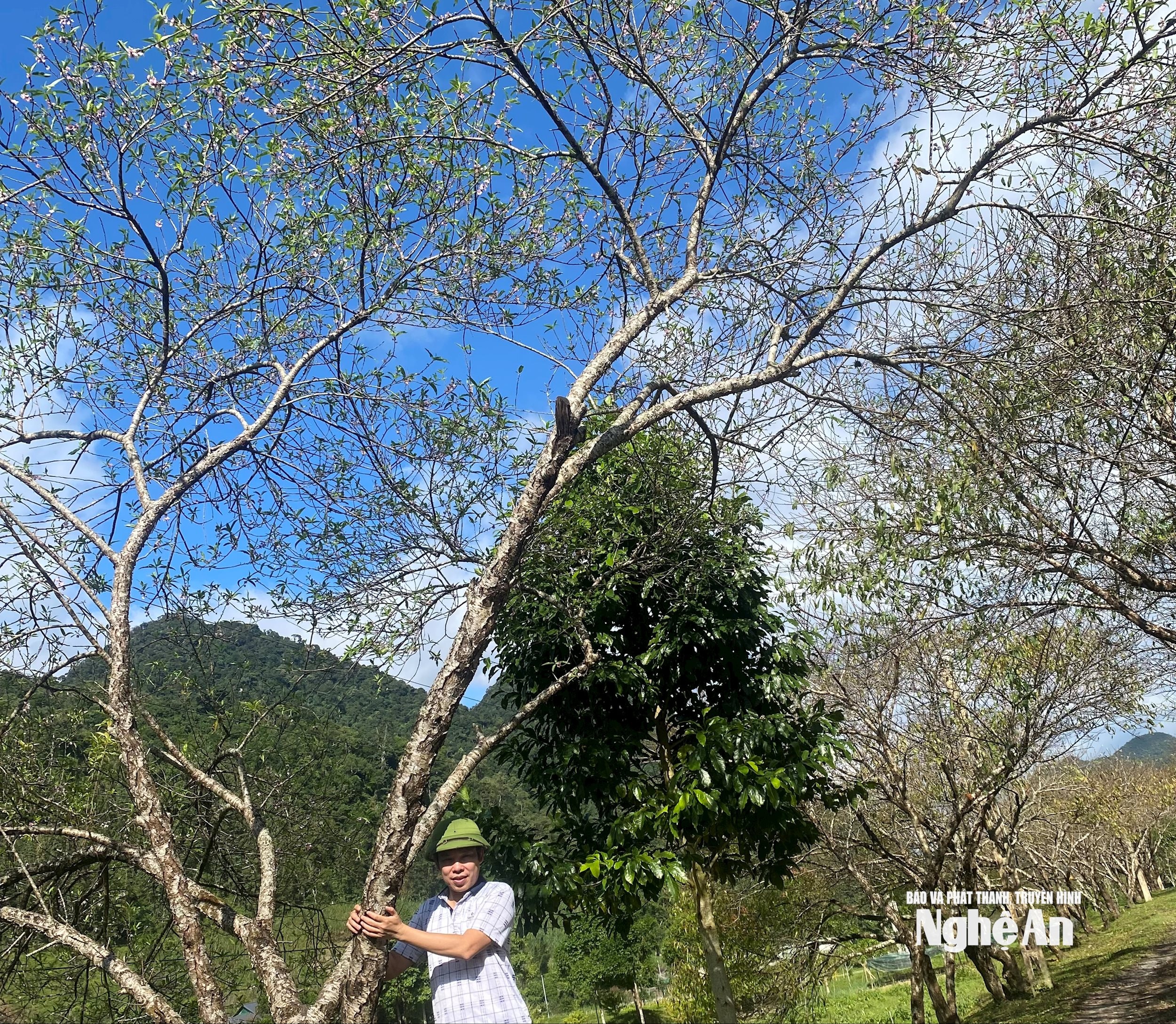 វ៉ាន់ ទ្រុង mld