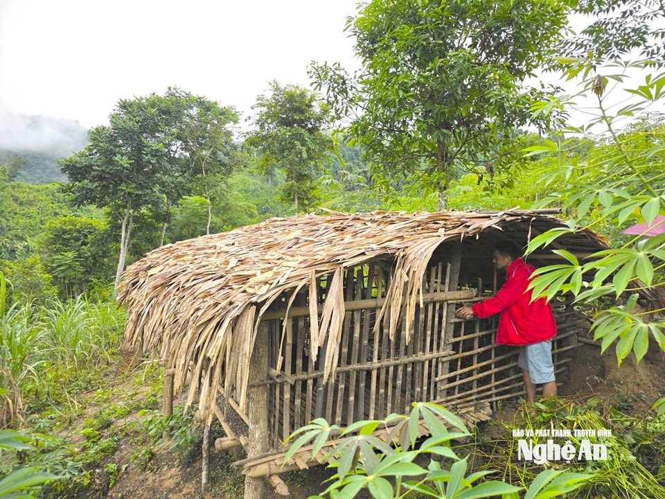 Anh Vi Văn Diện bản Xốp Khấu xã Yên Hoà kết hợp chăn nuôi và trồng trọt trên sườn đồi từ nguồn vốn hỗ trợ của Chương trình Mục tiêu quốc gia. Ảnh tư liệu Hoài Thu