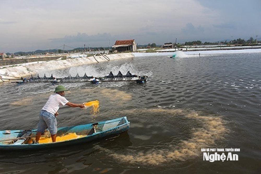 Chăm sóc tôm nuôi. Ảnh tư liệu Phú Hương
