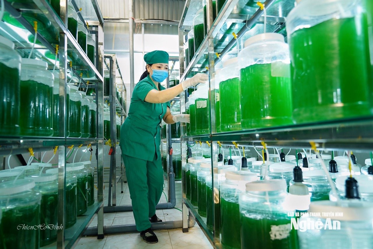 Chế biến tảo xoắn từ nước biển tạo ra những sản phẩm phục vụ sức khoẻ hoàn hảo. Ảnh TY