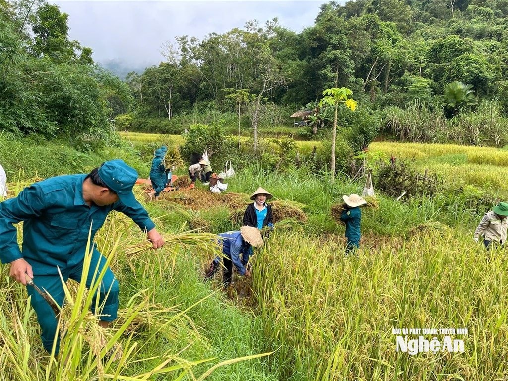 Lực lượng quân sự và phụ nữ xã Yên Hoà hỗ trợ hộ gia đình khó khăn thu hoạch lúa tại bản Xốp Khấu. Ảnh CSCC
