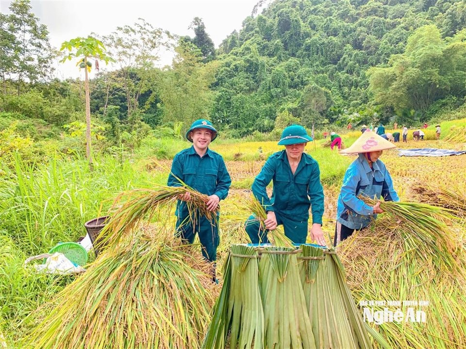 Lực lượng quân sự và phụ nữ xã Yên Hoà hỗ trợ hộ gia đình khó khăn thu hoạch lúa tại bản Xốp Khấu. Ảnh CSCC2