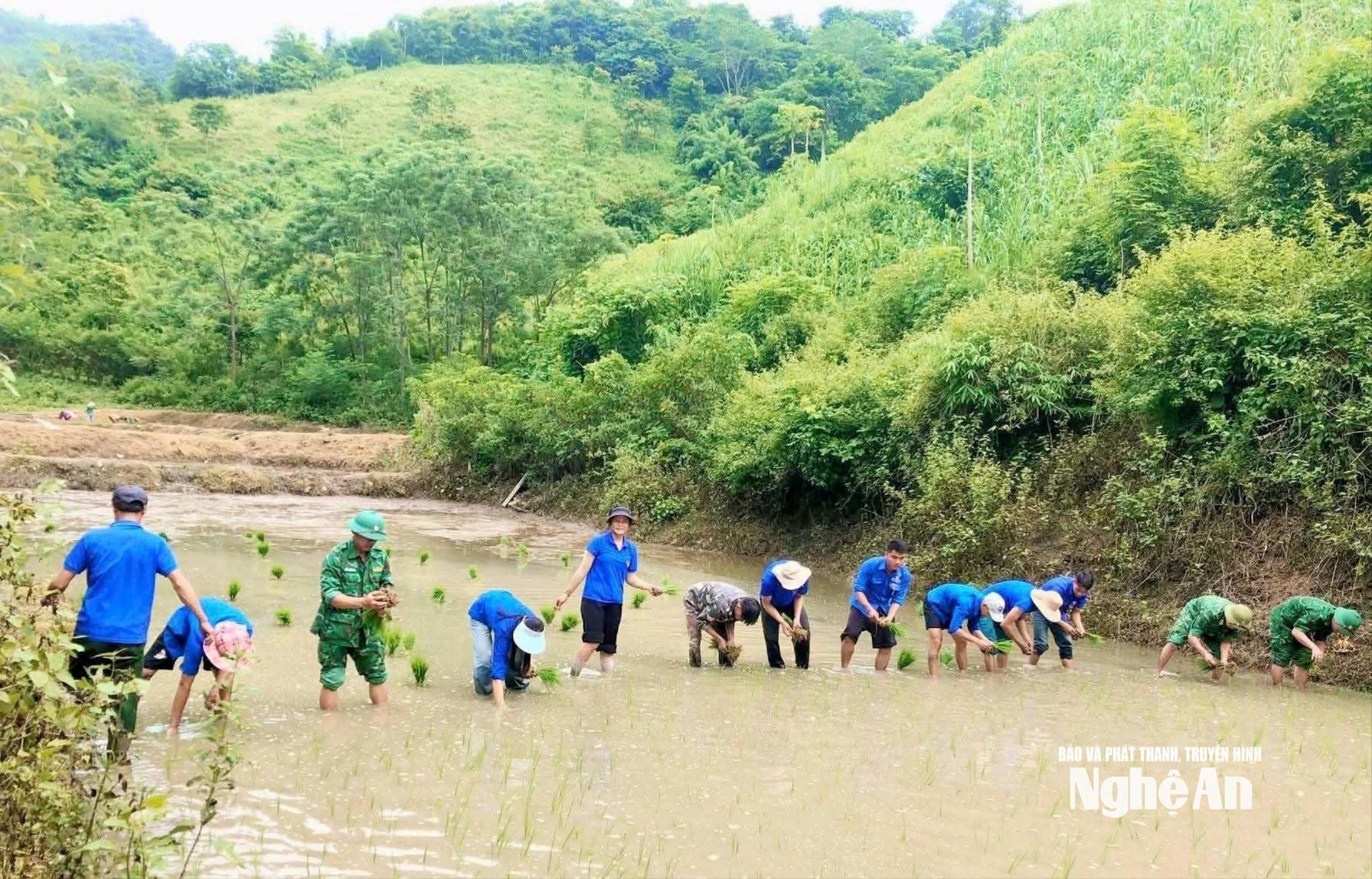 Lực lượng vũ trang, Đoàn thanh niên giúp người dân xã Bắc Lý cấy lúa.