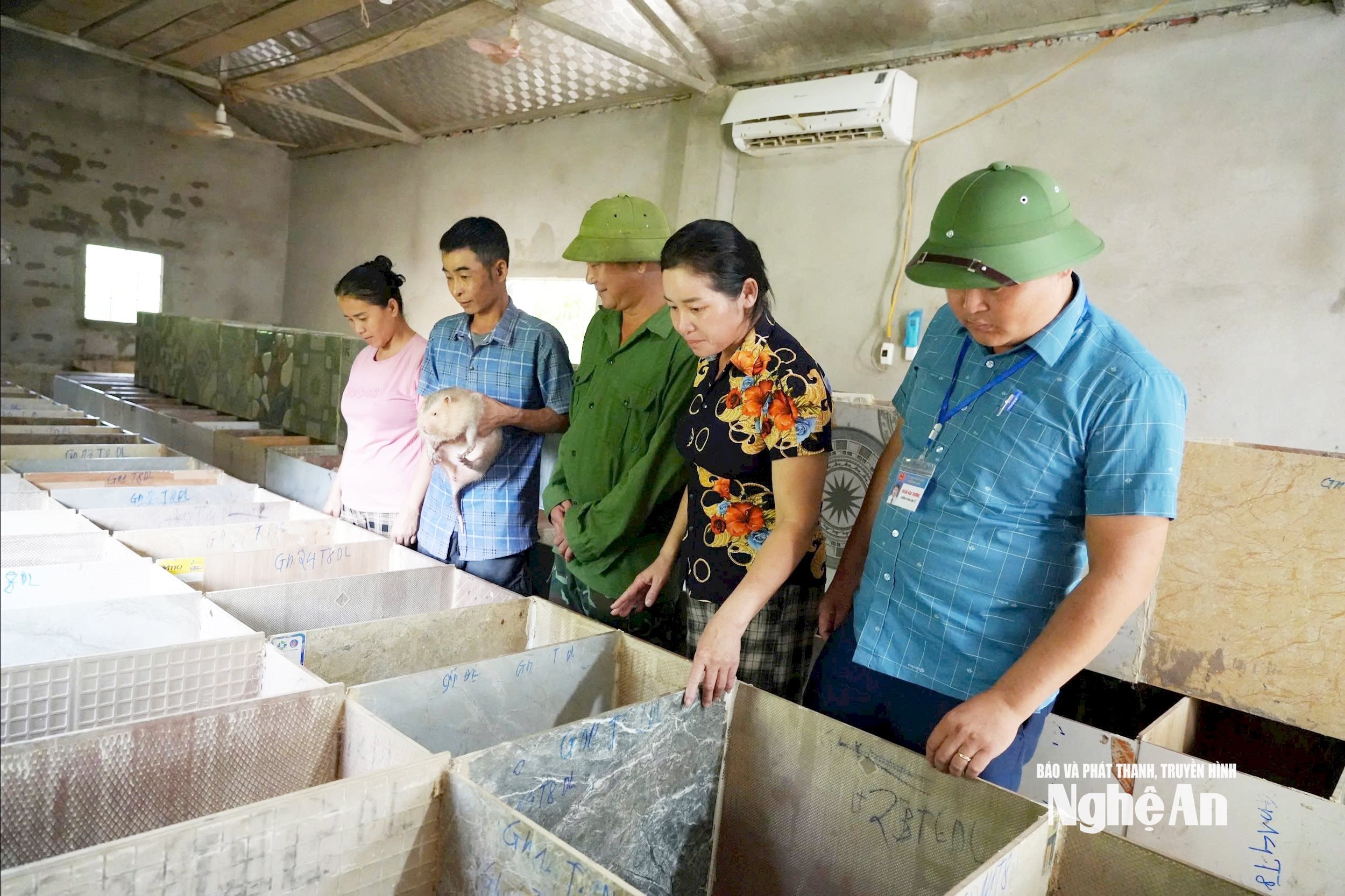 Mô hình nuôi dúi của anh Lộc Văn Chung ở bản Yên Hoà, xã Môn Sơn. Ảnh KL