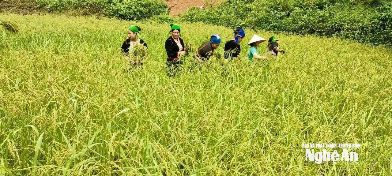 Người dân Yên Na thu hoạch lúa mùa.