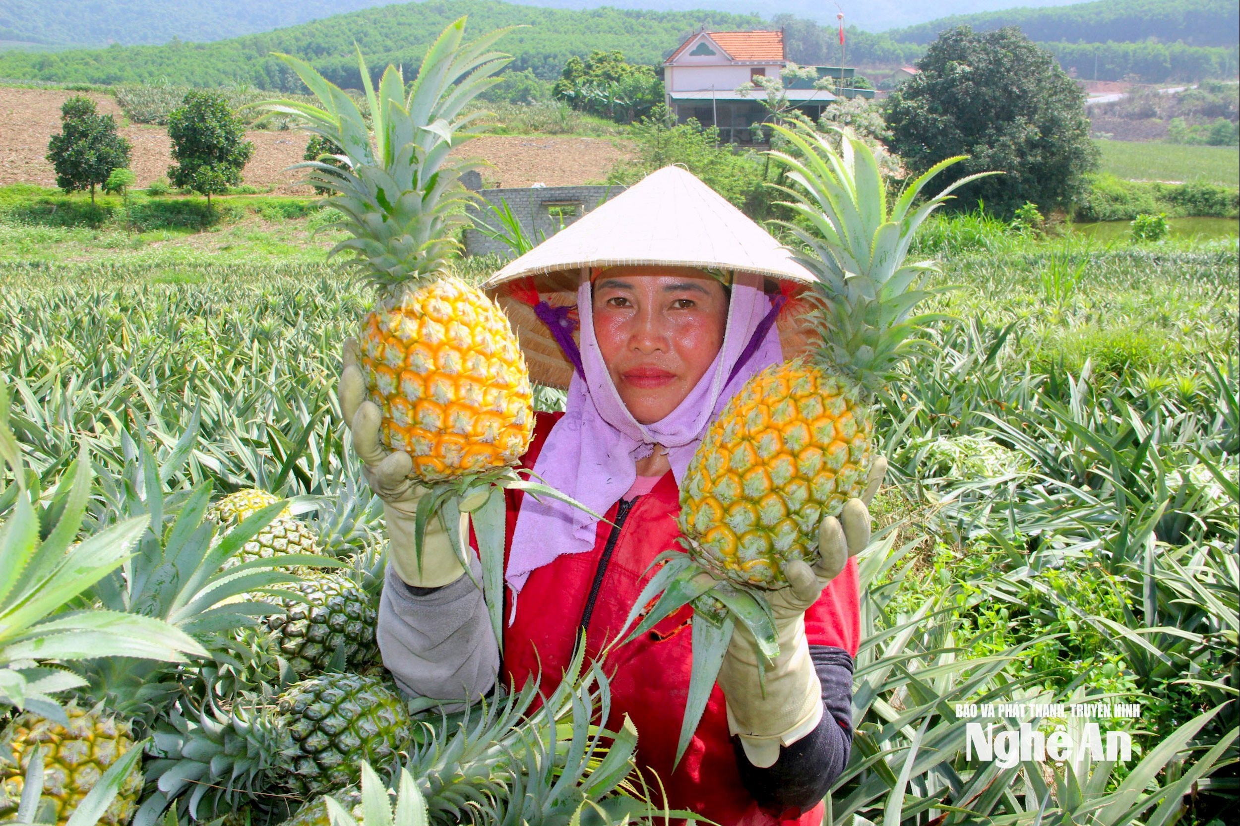 Người trồng dứa hữu cơ ở xã Quỳnh Thắng vào vụ thu hoạch. Ảnh XH