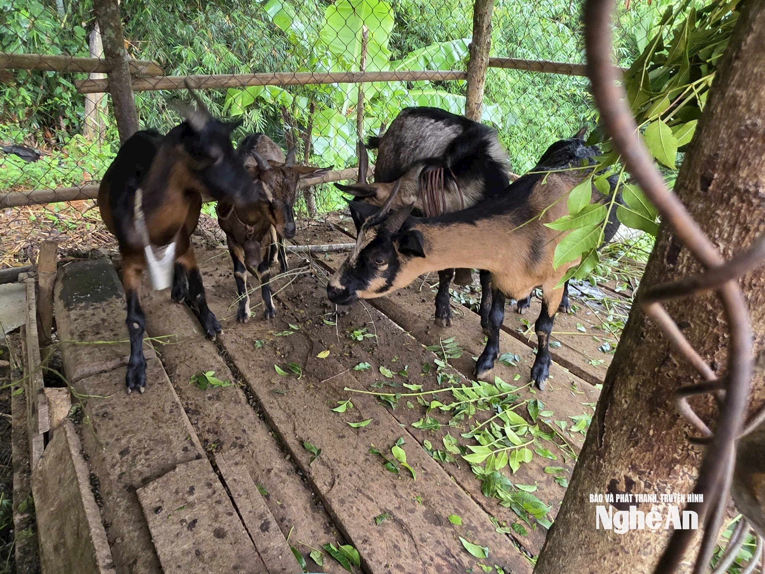 Đàn dê của gia đình anh Vi Văn Diện bản Xốp Khấu xã Yên Hoà. Ảnh Hoài Thu