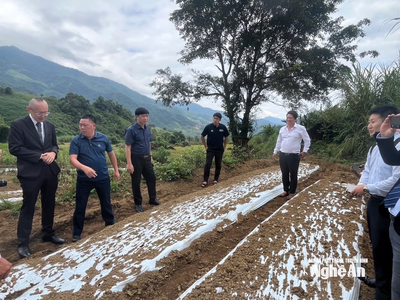 Diện tích tỏi trắng Nhật Bản trồng thử nghiệm ở xã Na Ngoi. Ảnh Tạ Quang Sáng