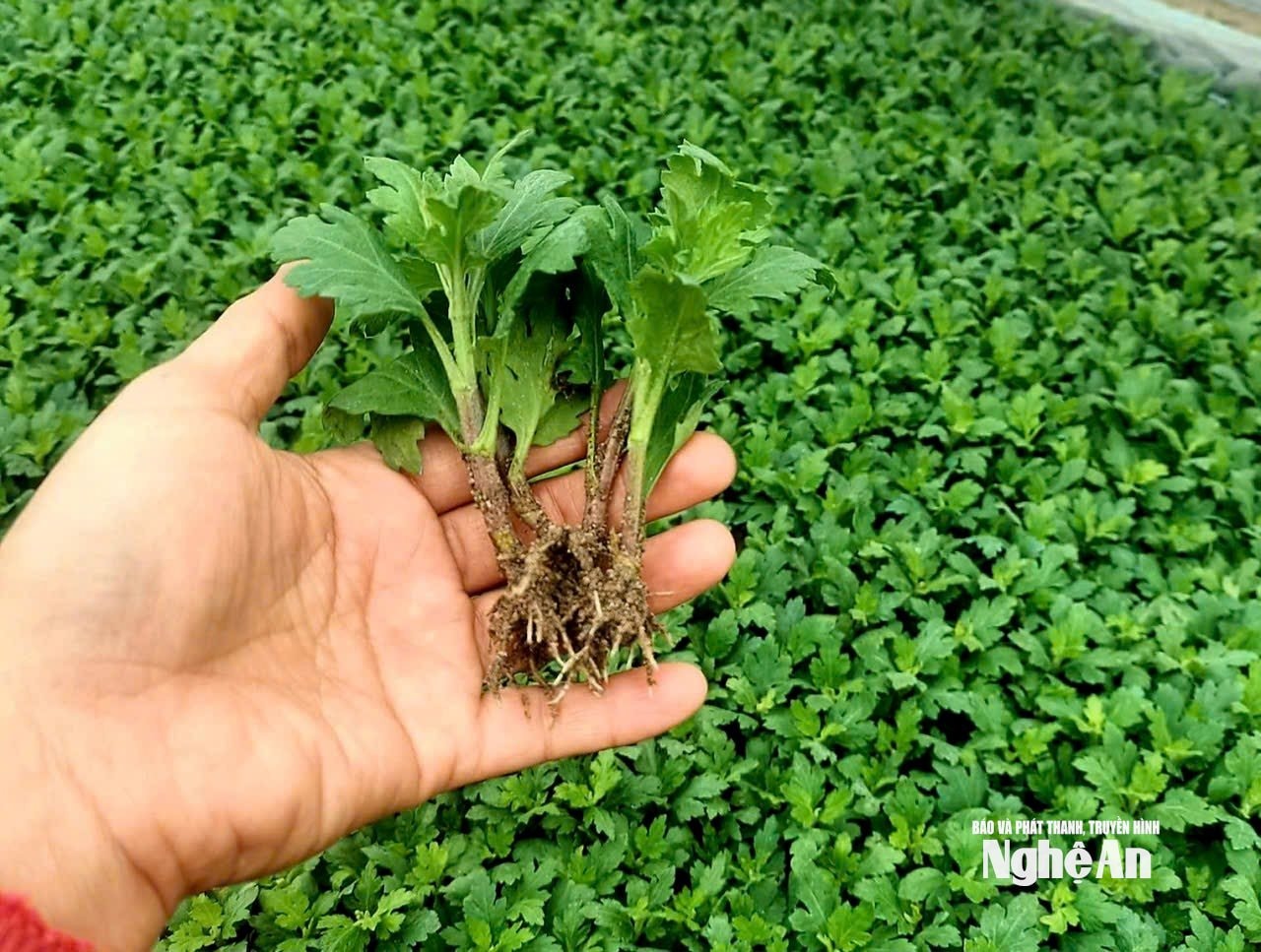 cúc. Ảnh: TP7163979538882_479faabd2ddf78ad792655b2ec17f4ec