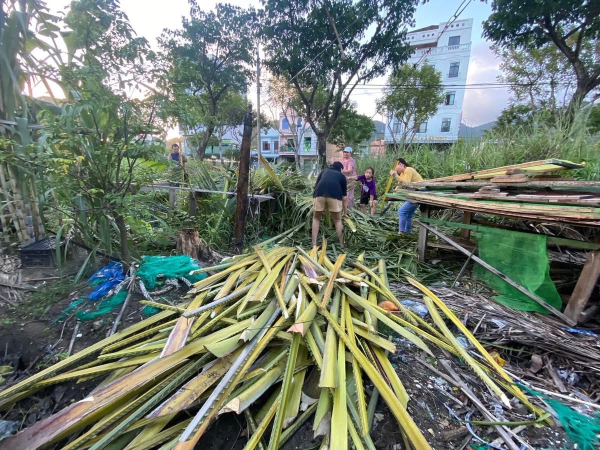 Cành dừa khô được thu mua theo mùa.