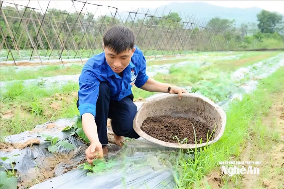 Anh Thắng dùng phân hữu cơ vi sinh bón cho cây bí xanh. Ảnh CSCC