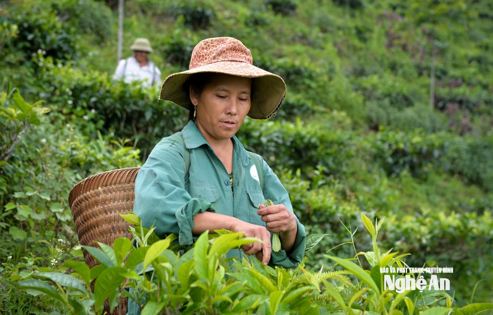 Chè Shan tuyết là sản phẩm OCOP chủ lực tại vùng cao Kỳ Sơn được tiếp cận các nguồn vốn để sản xuất kinh doanh. Ảnh Thành Cường1