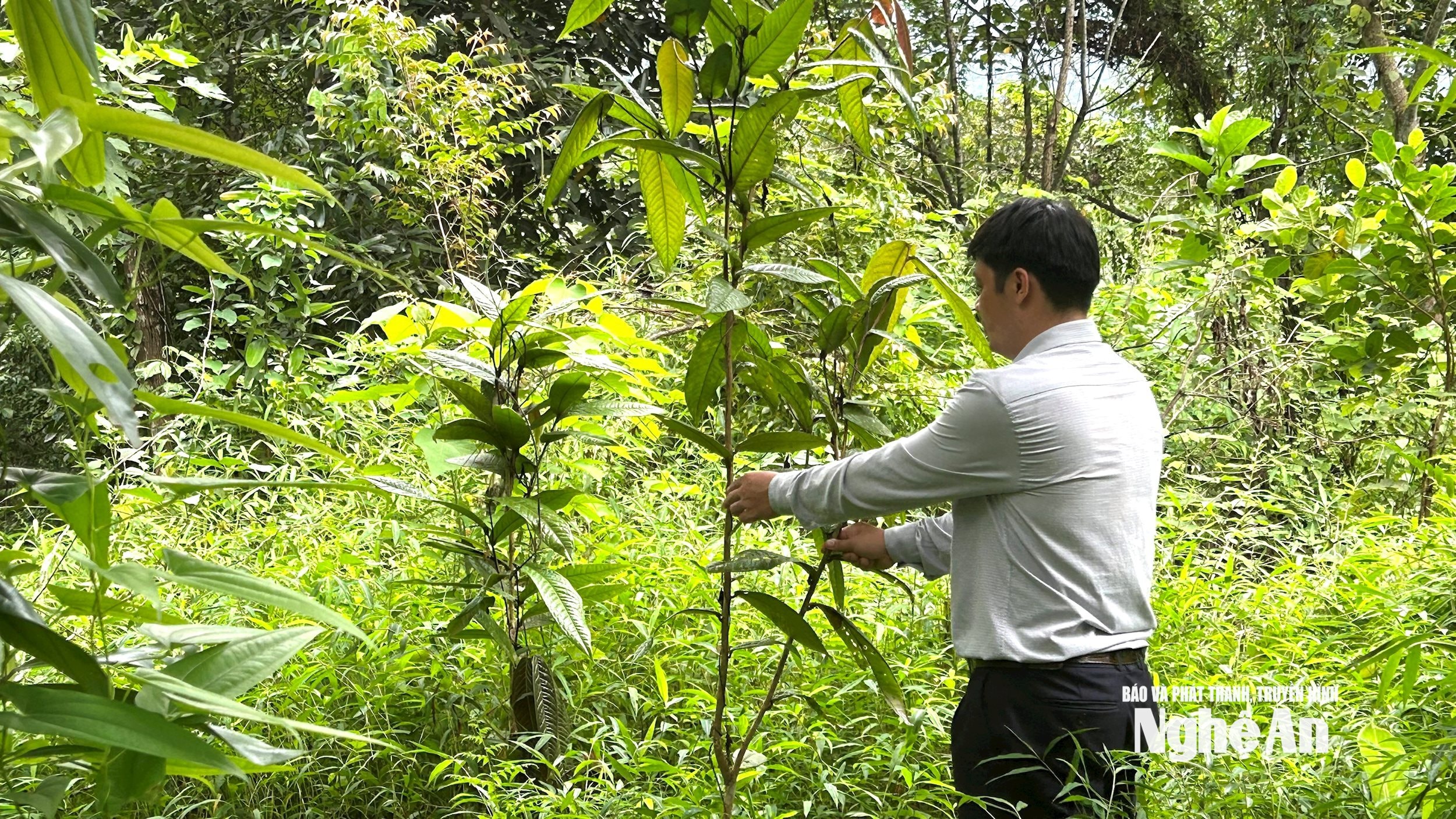 Dự án bảo tồn chè hoa vàng ở Quế Phong góp phần bảo vệ và tái tạo tài nguyên. Ảnh Châu Lan