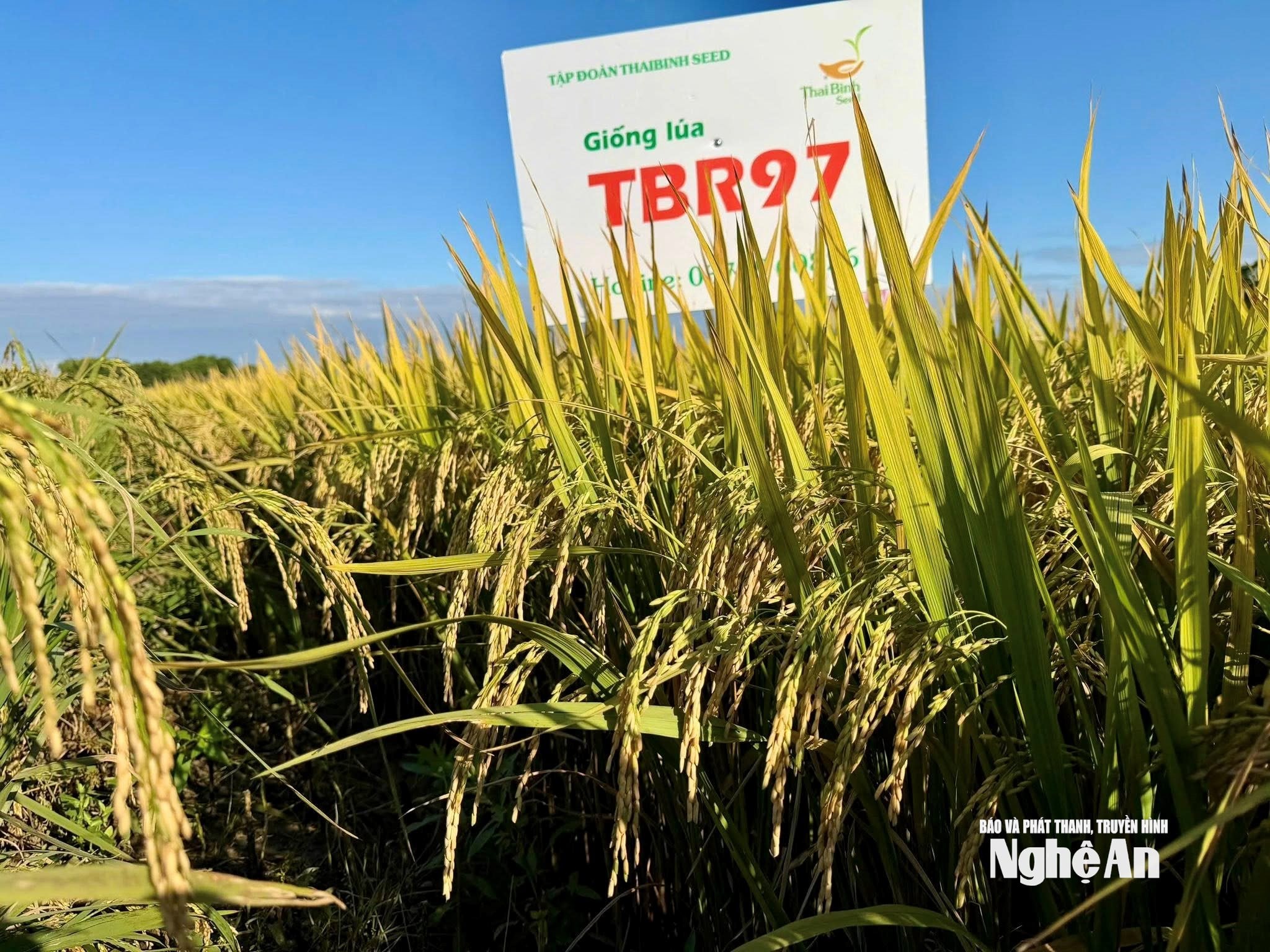 Tập đoàn ThaiBinh Seed nghiên cứu thành công nhiều giống lúa chống chịu được với thời tiết khắc nghiệt. Ảnh Thuỳ Linh