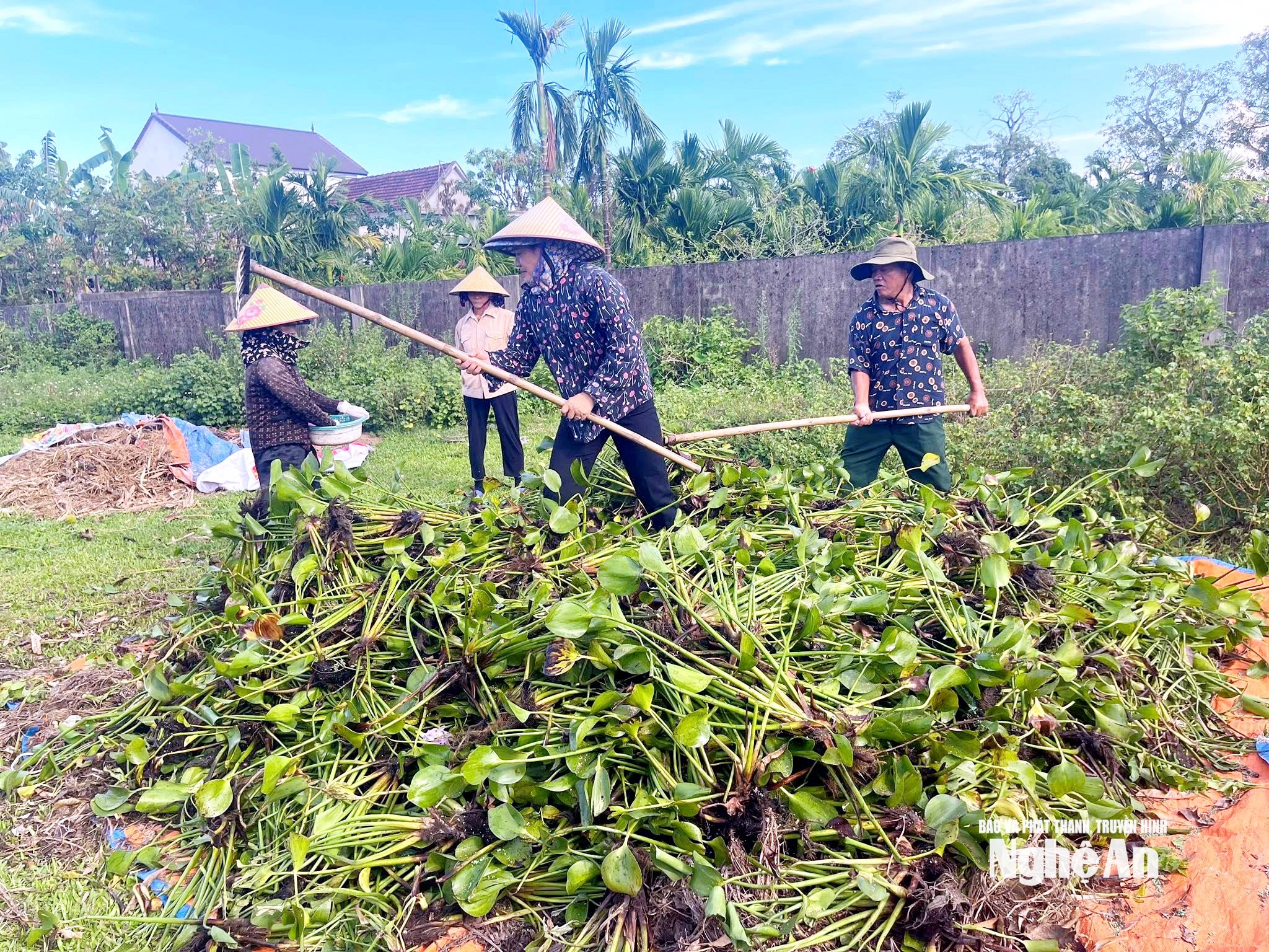 Bèo tây được nông dân phường Vinh Hưng thu gom để ủ phân hữu cơ vi sinh. Ảnh T.P
