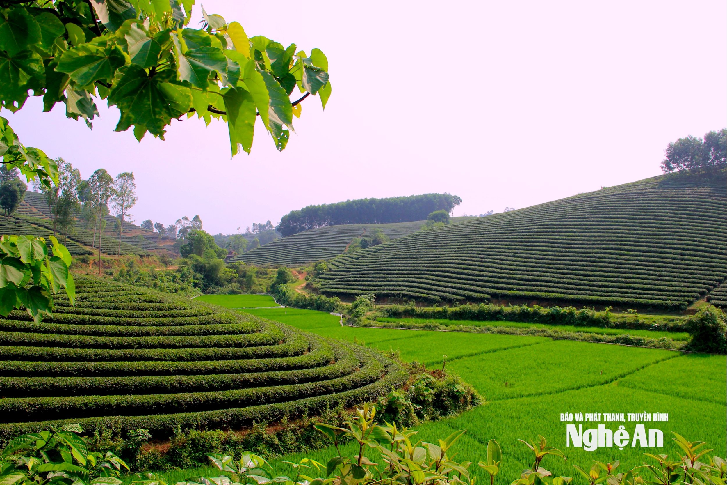 Mô hình chè hữu cơ tại xã Anh Sơn Ảnh Quang An