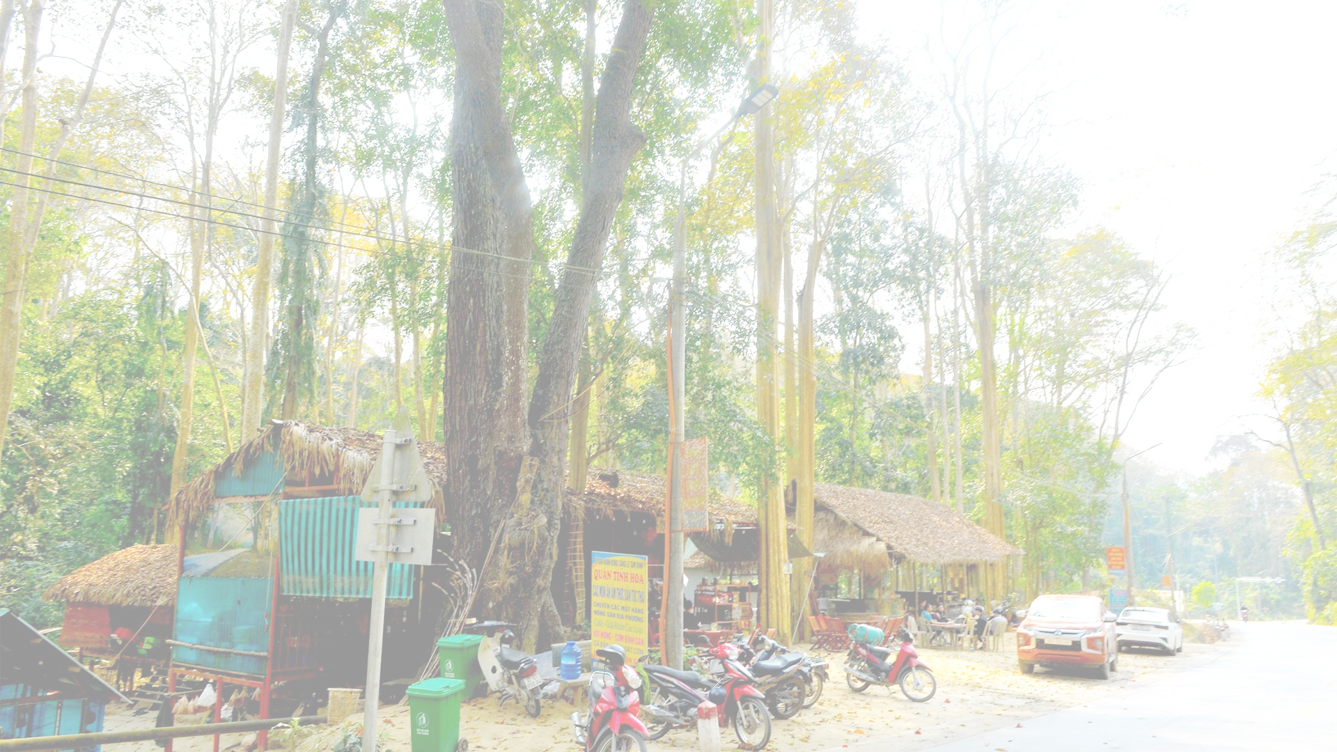 Rừng săng lẻ Tương Dương tài nguyên quý giá của miền Tây Nghệ An