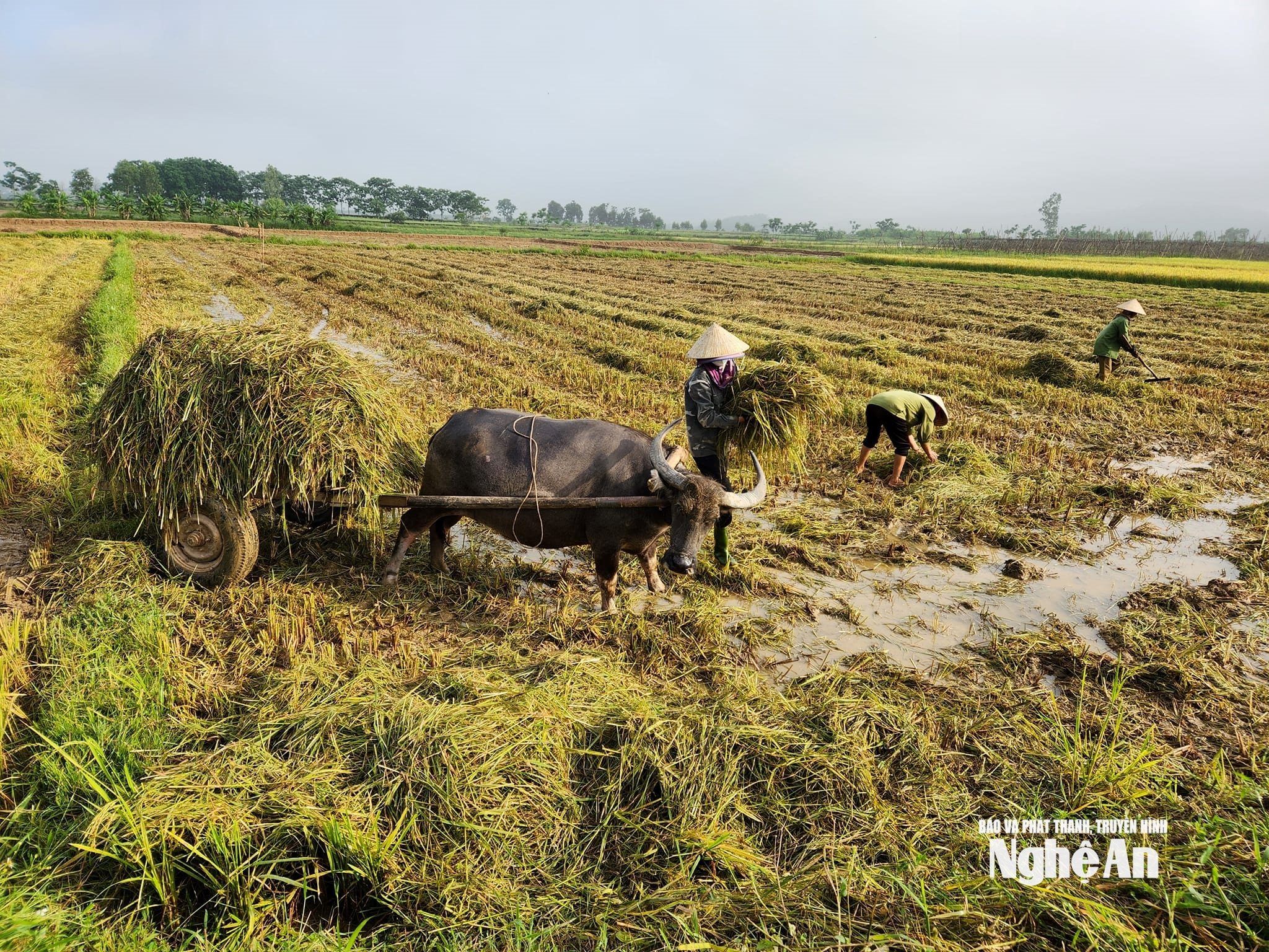 Thay vì đốt rơm, nông dân xã Vạn An thu gom rơm để ủ phân hữu cơ vi sinh. Ảnh T.P