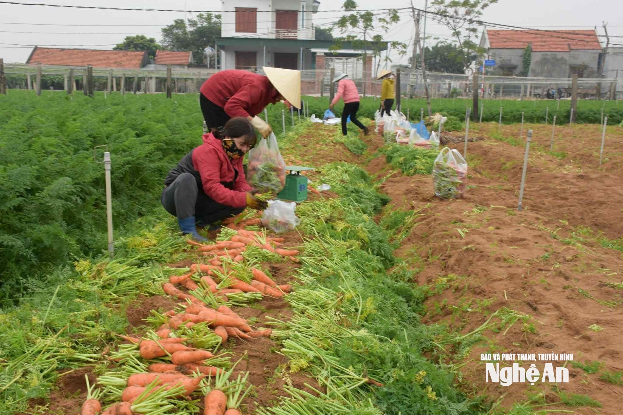 Trồng cà rốt hữu cơ ở xã Quỳnh Anh - Nghệ An. Ảnh TY
