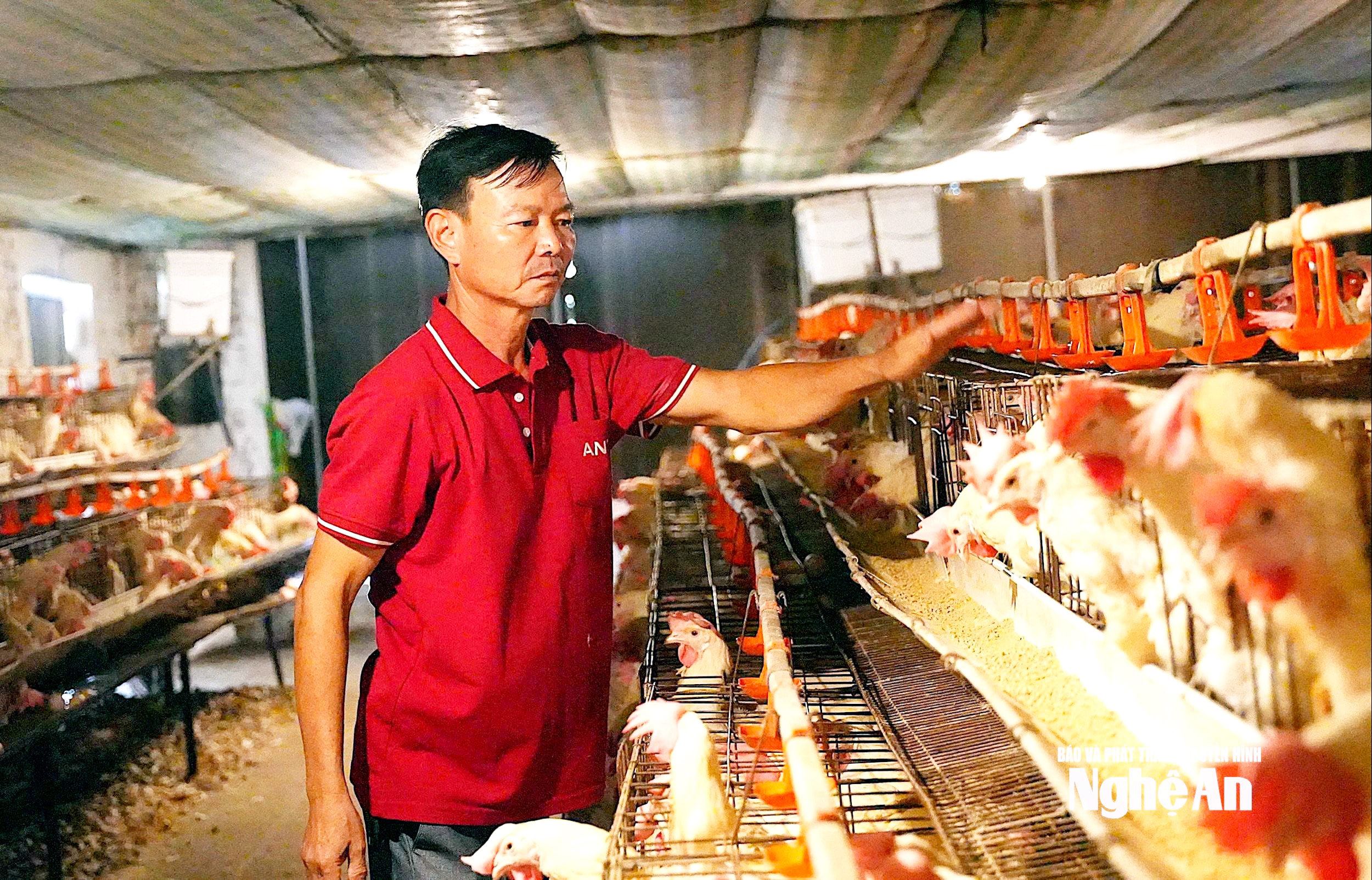 Ông Trần Xuân Sơn, chủ trang trại gà quy mô lớn ở xã Nghĩa Hưng sử dụng phân gà làm phân bón hữu cơ, bón cho cây ăn quả và cung ứng mỗi năm 120 tấn ra thị trường.