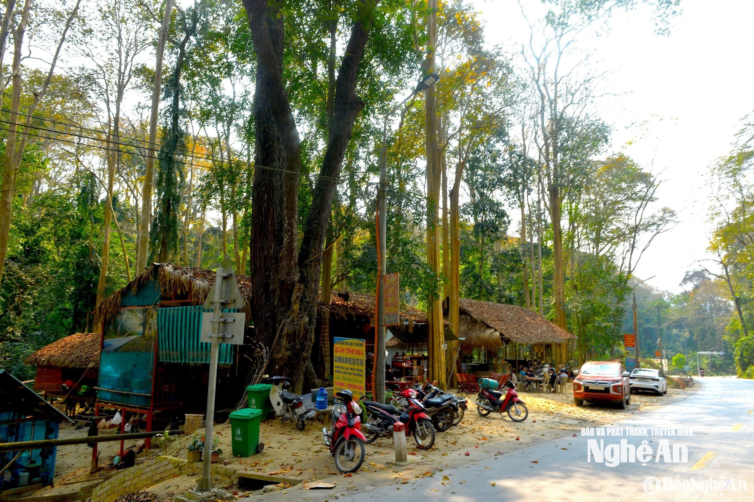 Rừng săng lẻ Tương Dương tài nguyên quý giá của miền Tây Nghệ An. Ảnh Văn Trường