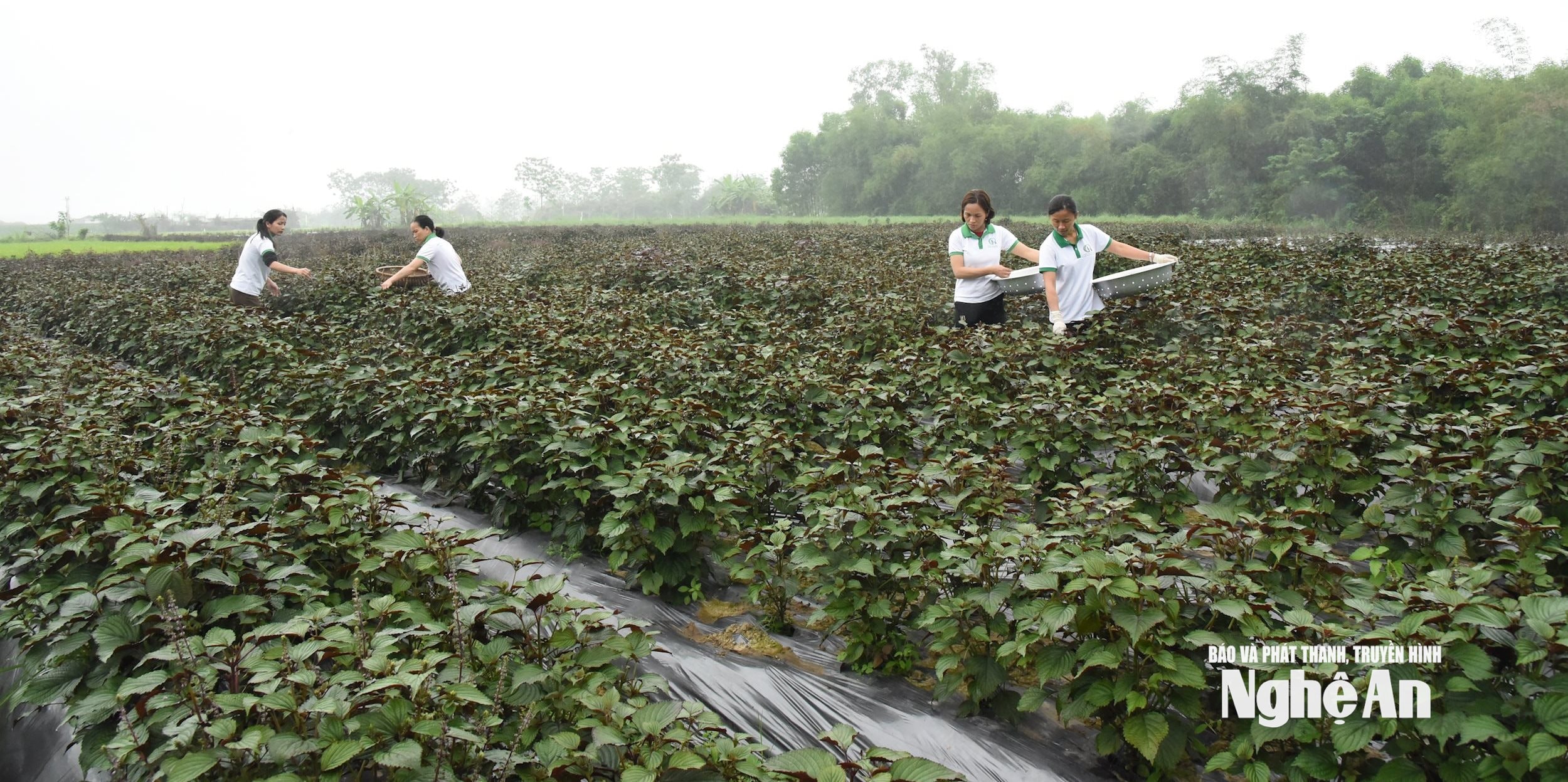 Trồng tía tô hữu cơ ở xã Lam Sơn. Ảnh Hoài Thu