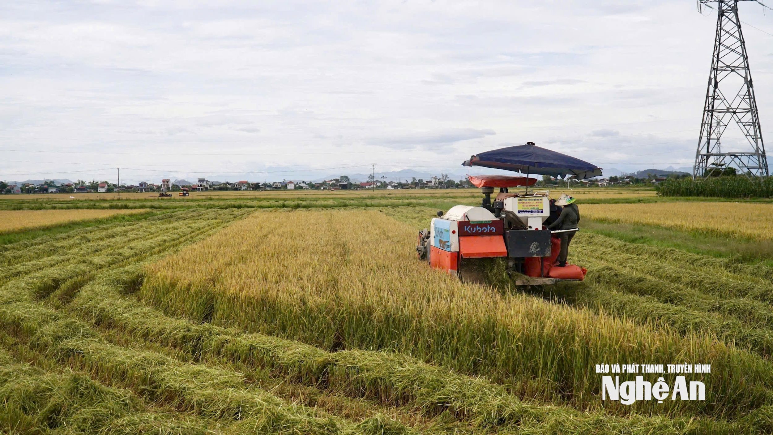 Hvert år produserer Nghe An over 1,2 millioner tonn ris. Foto: Phu Huong