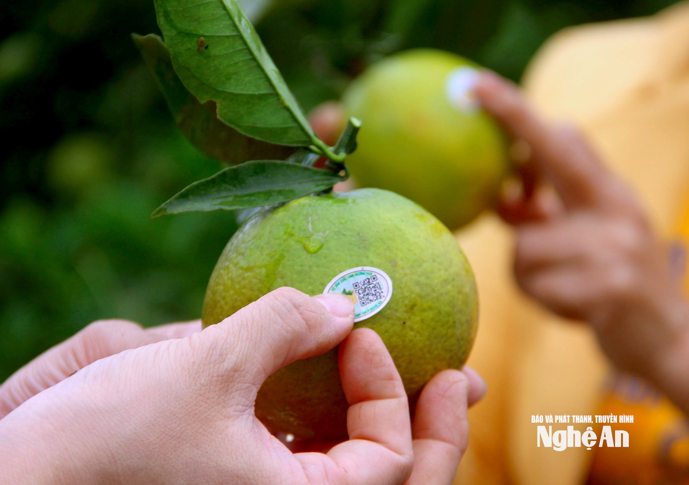 oransje stempelbilde