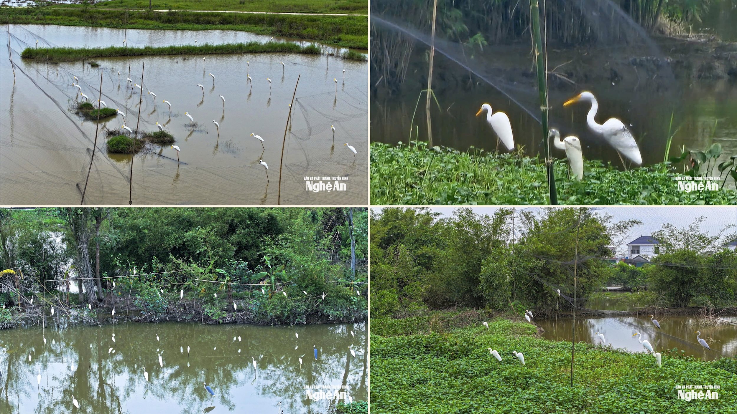 Bao quanh những con cò mồi là lưới, và bẫy nhựa.