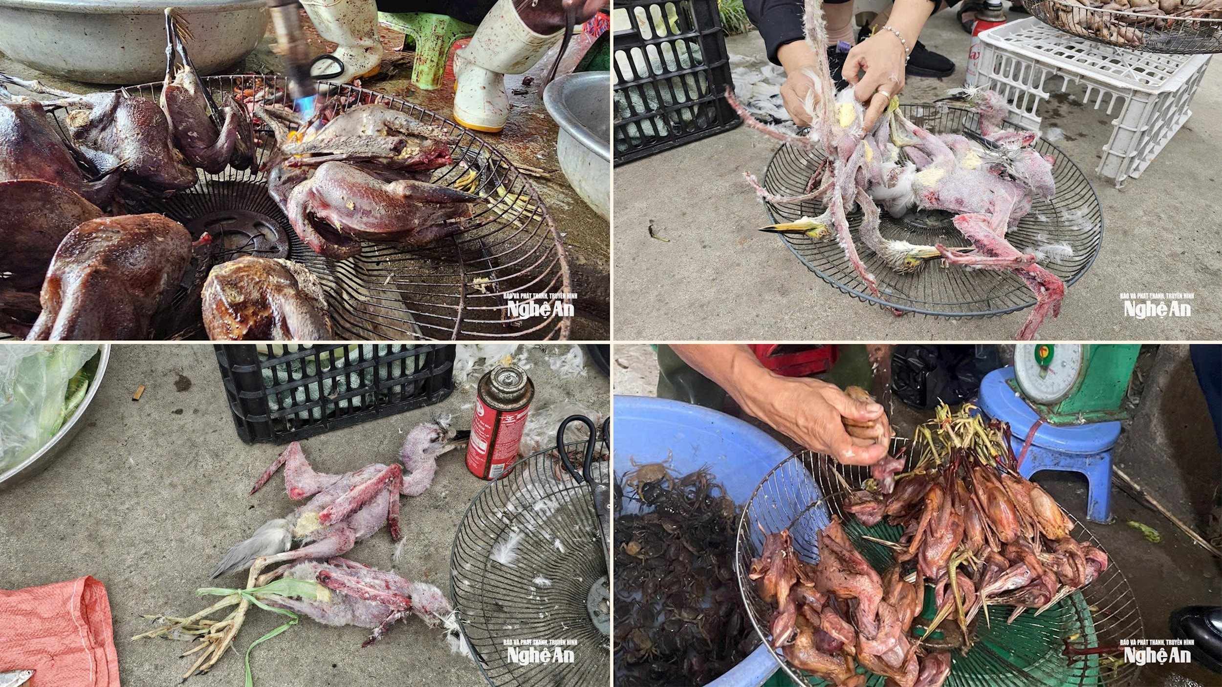 Chim trời bày bán công khai tại các chợ