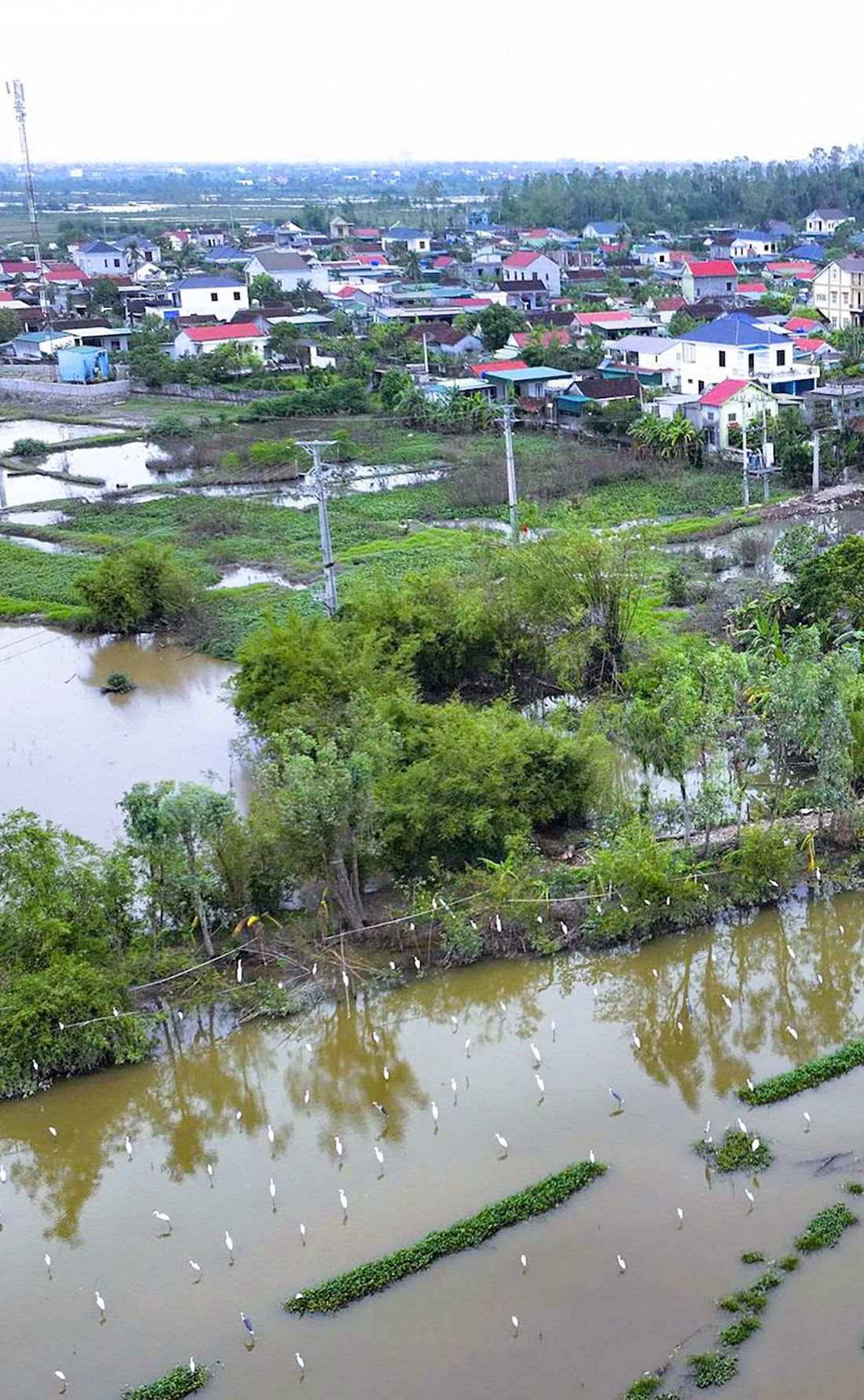Chim trời, vẫn tìm đường… ra chợ