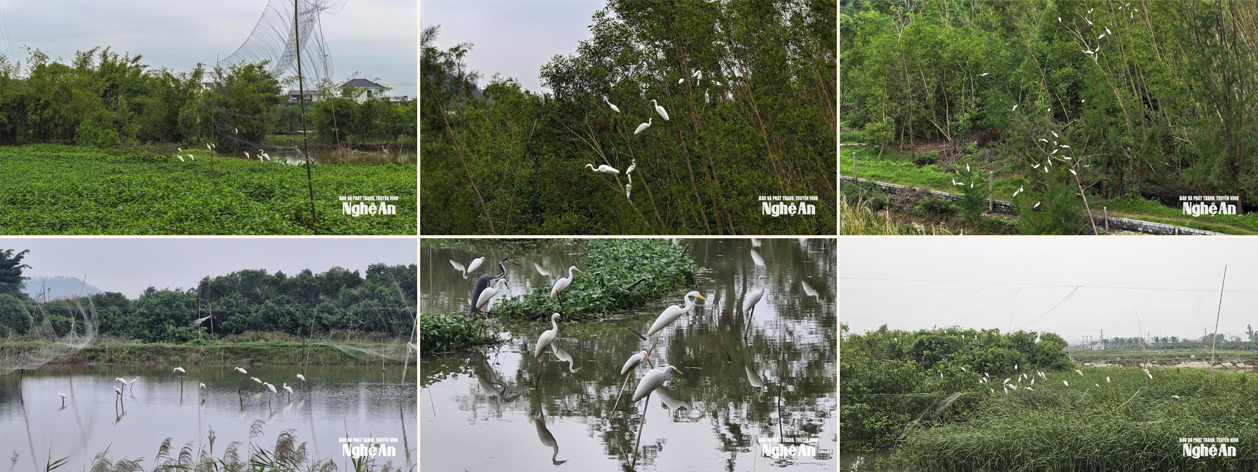 Đàn cò mồi trên các vùng ao hồ xã Nghi Hương, Diễn An, Quỳnh Bảng