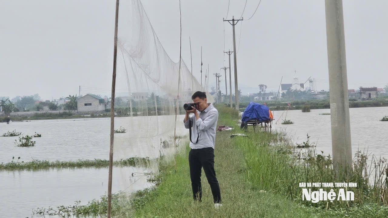 PV Báo và Phát thanh truyền hình Nghệ An ghi nhận lưới săn chim trời giăng trên cánh đồng xã Quỳnh Anh.
