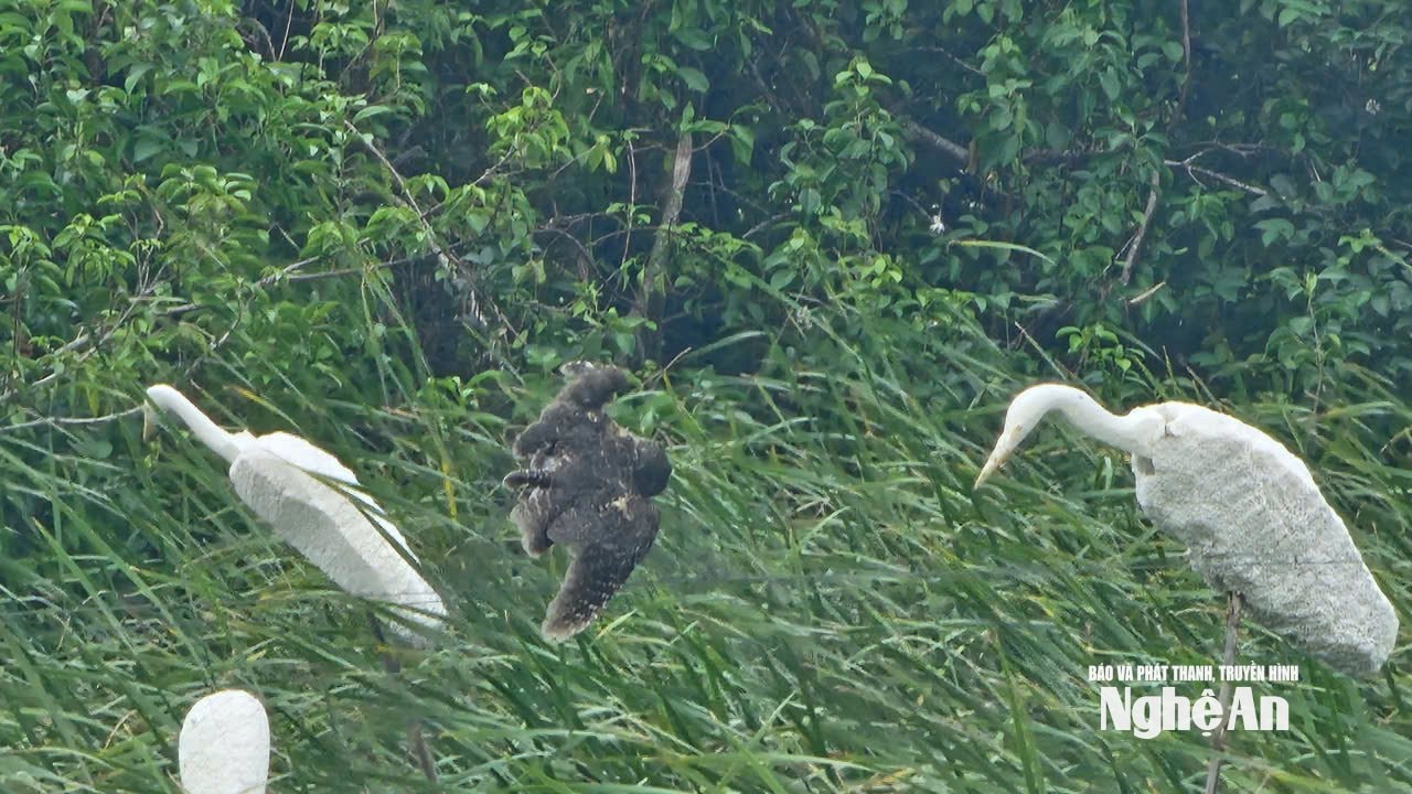 Một con chim trời mắc lưới được ghi nhận ngày 29/10/2025