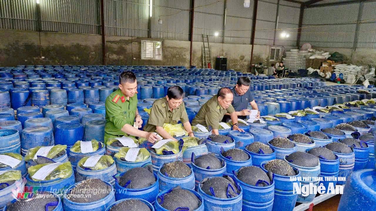 Myndighetene beslagla bønnespirer som inneholdt forbudte stoffer. Foto med tillatelse fra Nghe An Newspaper, Radio and Television