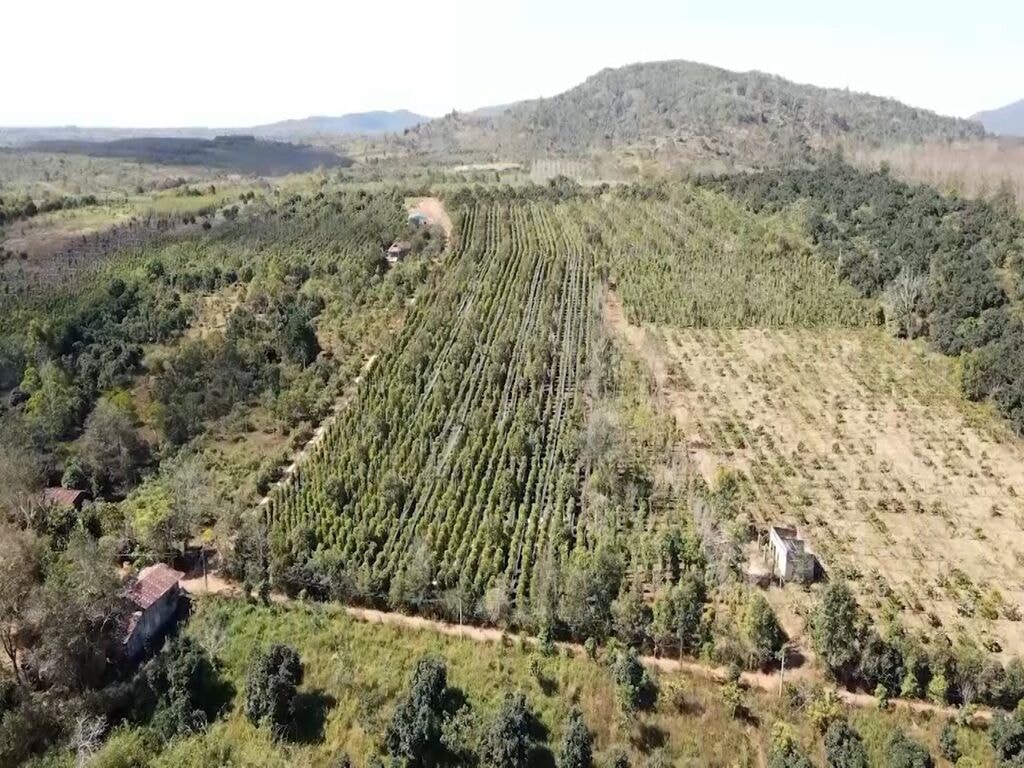 Preço da pimenta hoje, 4 de novembro de 2025: Ligeiro aumento de 500 VND